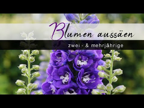 Video: Aussaat von Blumensamen im Winter: Erfahren Sie mehr über Blumen für die Aussaat im Winter