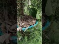 نجات حیوانات پرنده بلبل هزار دستان  