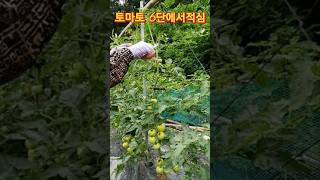 토마토적심 시기를  놓치면 알이작아