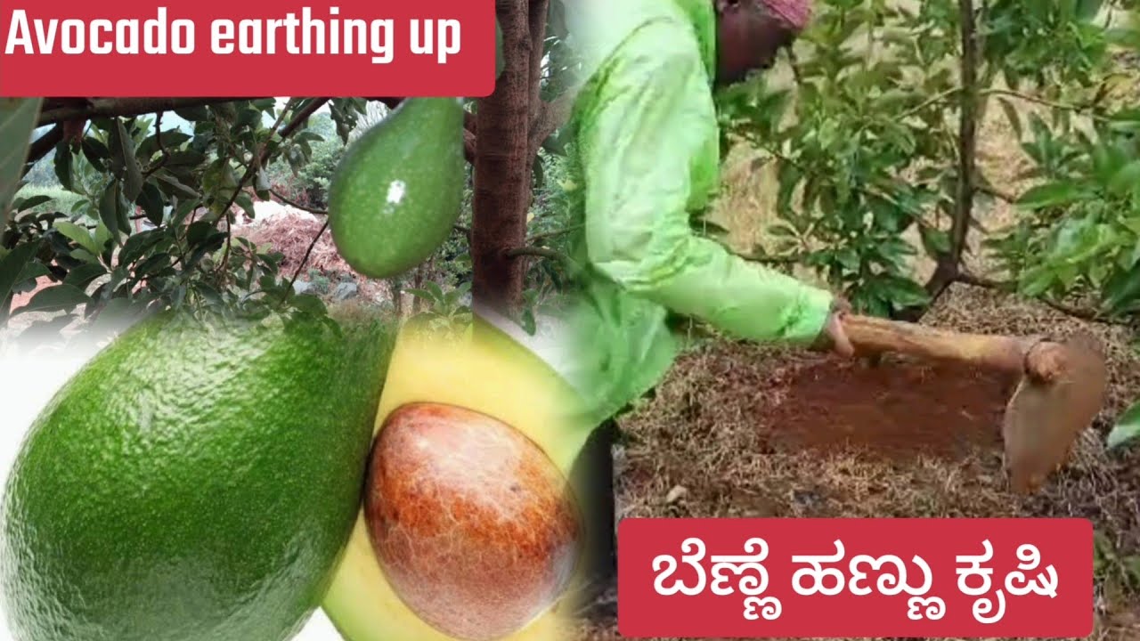 Avocado cultivation Earthing up for Butter fruit plant ಬೆಣ್ಣೆ