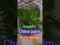 Beautiful China/fountain palm in my house #shortvideo #nature #plants #palm #indoor plant