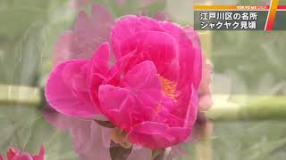 東京・江戸川区の公園でシャクヤクが見頃