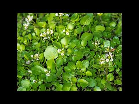 Video: Die Vorteile Von Brunnenkresse