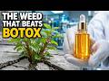 The Japanese Garden Weed That Beats Botox. Grows Like Crazy. Why Banks Buy It.