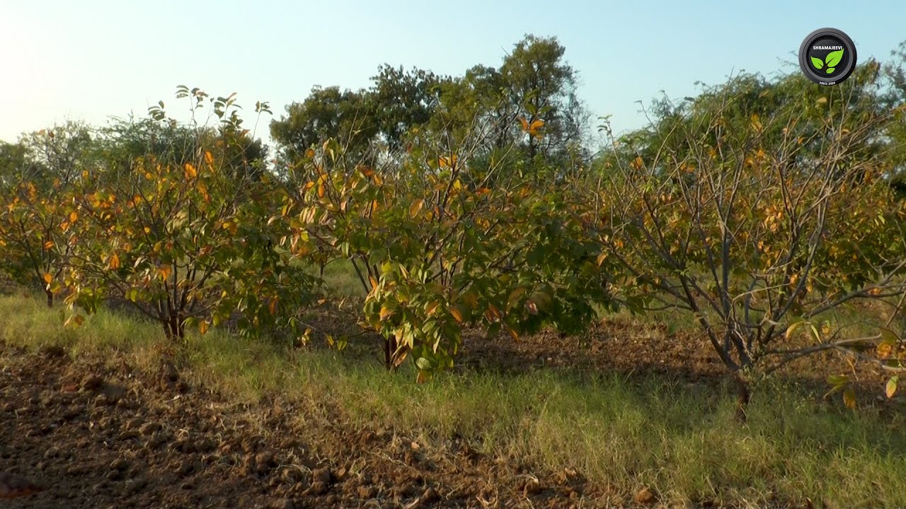 NMK ಗೋಲ್ಡ್ ಸೀತಾಫಲದ ಬೆಳೆ ಅನುಭವ - ಶ್ರೀ ರಾಜೇಸಾಬ ಯಲಬುರ್ಗಿ | NMK gold custard apple cultivation