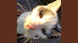 Calcium show Me Love