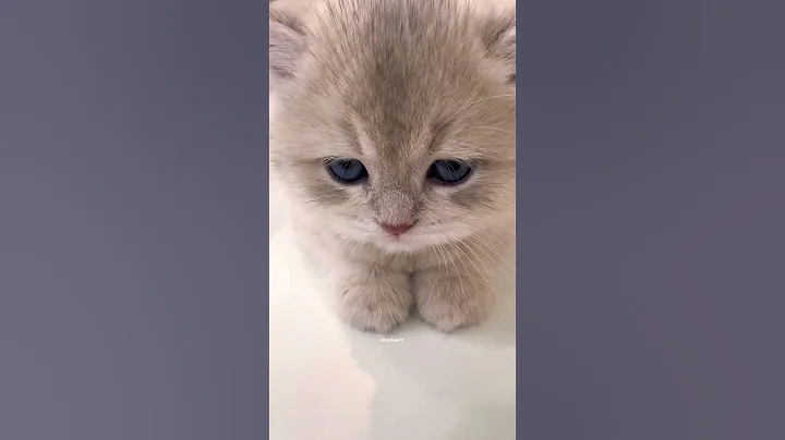 Video 11884551: cat kitten meow cutecats, catlover cats kittycat, funnycats catlove kittycat, kitty catlover funnycats, kitty catlover cats funny