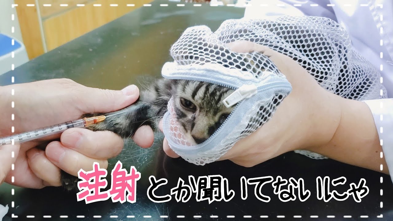 猫 病院 連れ て 行け ない 暴れる