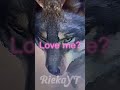 L O V E? Collab with @TundraYTVROOMS! #wolves #edit #wolfquest #love