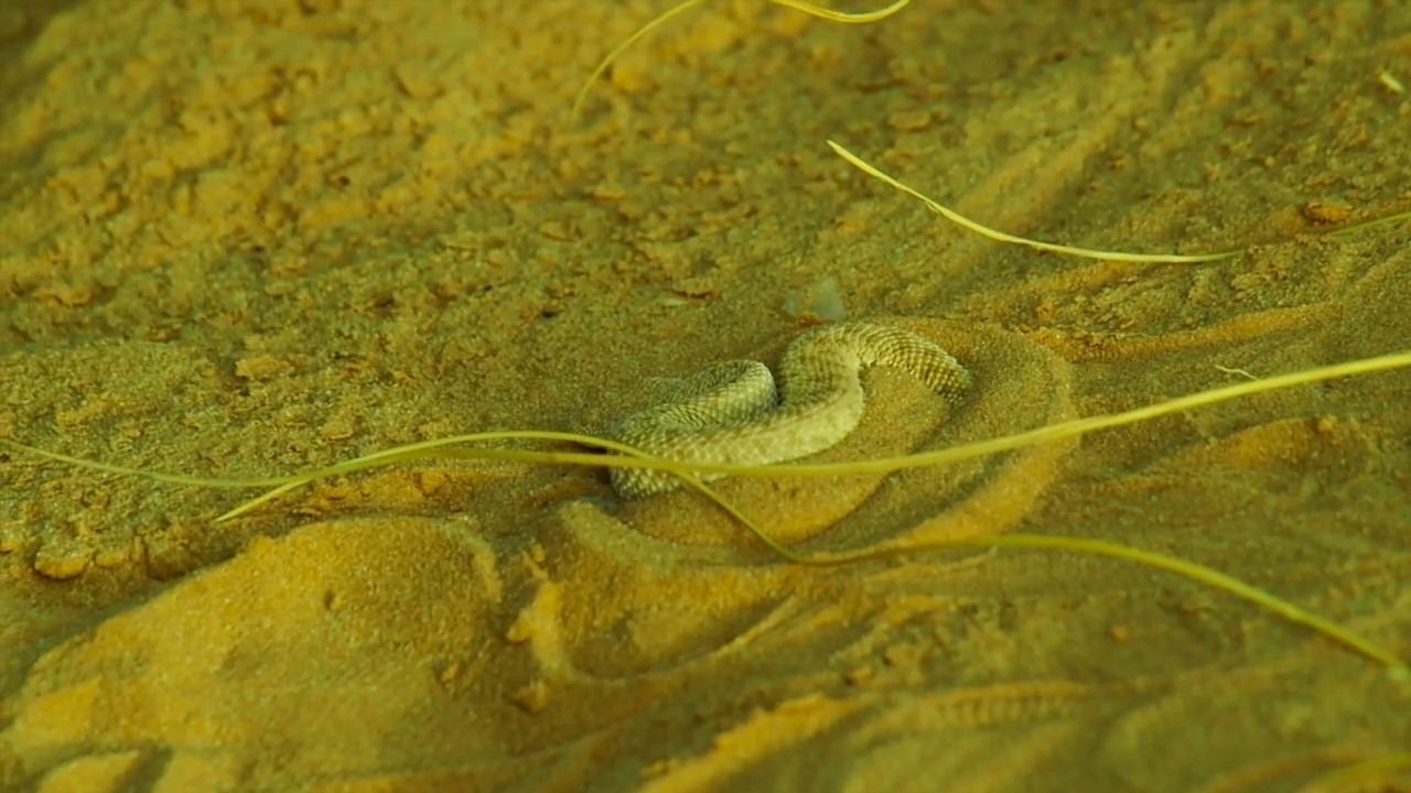 Sahara sand viper, Cerastes vipera, Mauritania