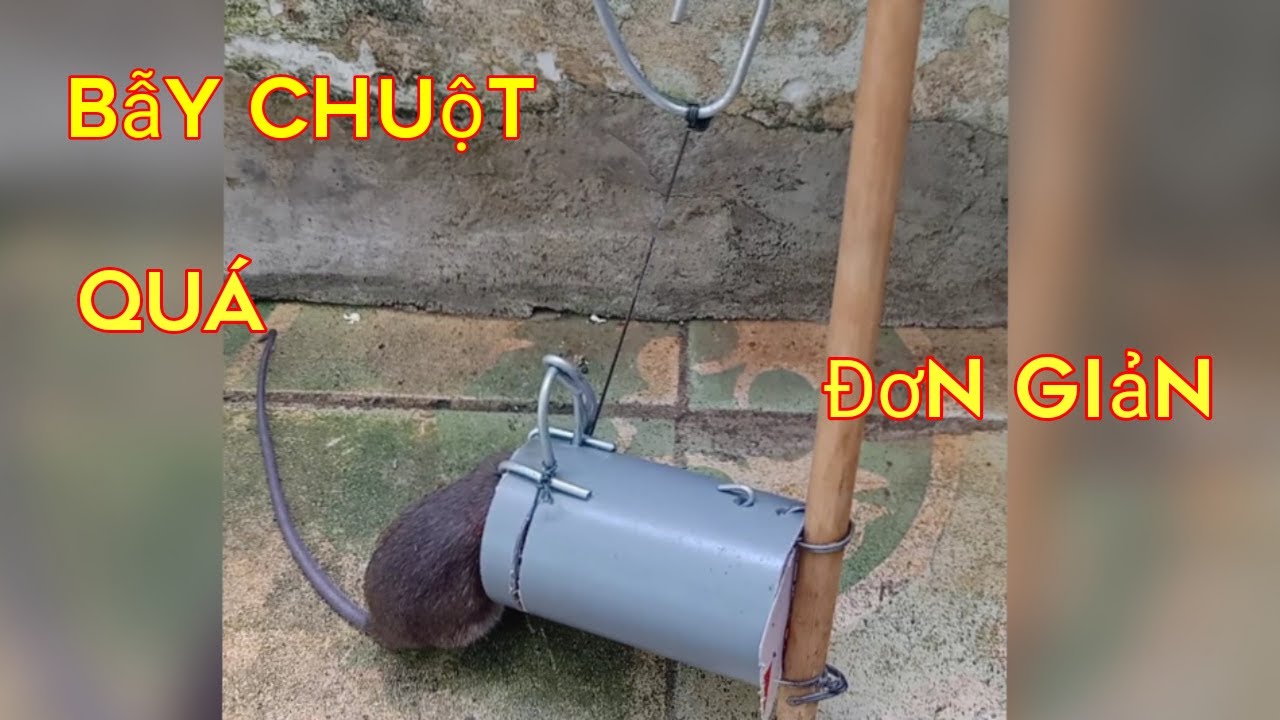 Hướng dẫn làm bẫy chuột , đơn giản , chi tiết , coi là làm được ngay , bắt chuột lớn, bé đều được..