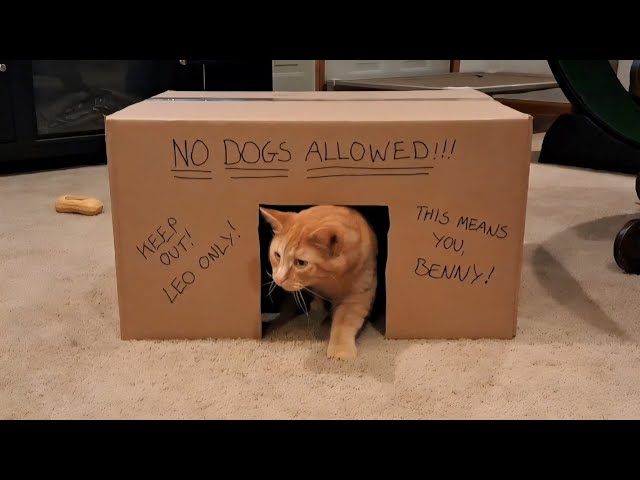 Leo's world - YouTube