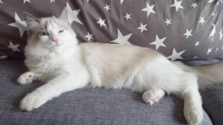 랙돌 고양이 라떼, 블루바이 Cat