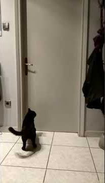Cat opens door to naked woman!!! NOT!