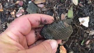 Native American artifacts uncovered when tree blew over