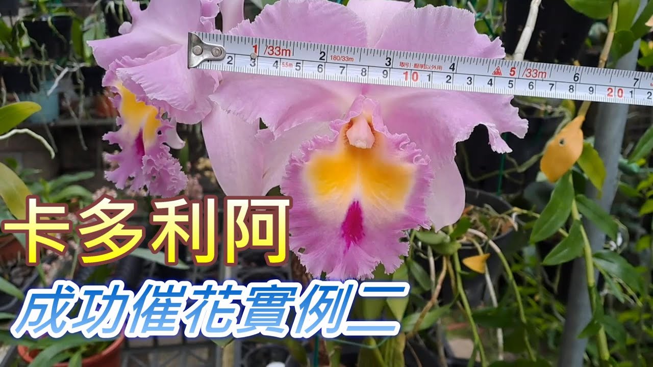 【犀利小農莊49】2024/02/19卡多利阿不開花?再次催花實例二報你知 Blc.Pamela Hetherington 