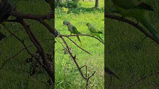 Talking Parrot 🦜#birdlovers #birds #birdlovers #talkingparot