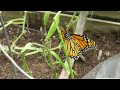 Releasing the Monarch