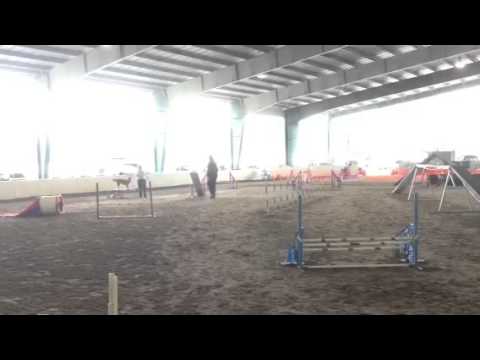 atlanta obedience club
