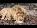 Eating male lion at zoo Artis, July 2022