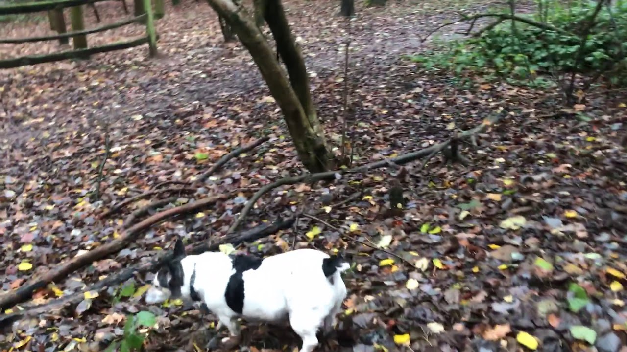 Dog Days of Coventry