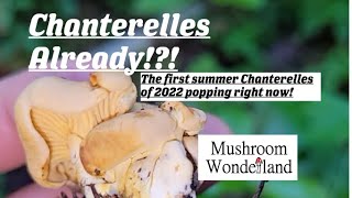 The First Chanterelle Mushrooms of 2022!! : let me help you find them!