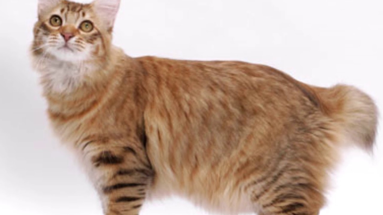 short tail cats YouTube