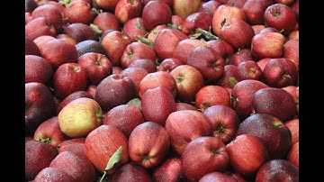 Apple Sorting + Packing Line