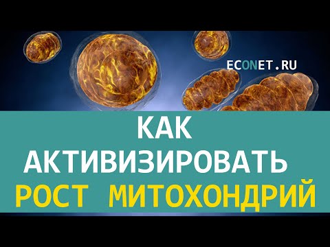 Видео: Какво представляват митохондриите