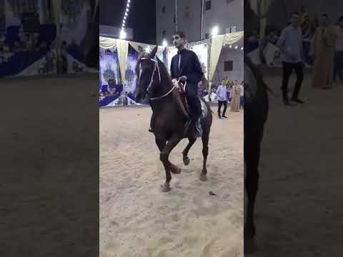  خيل