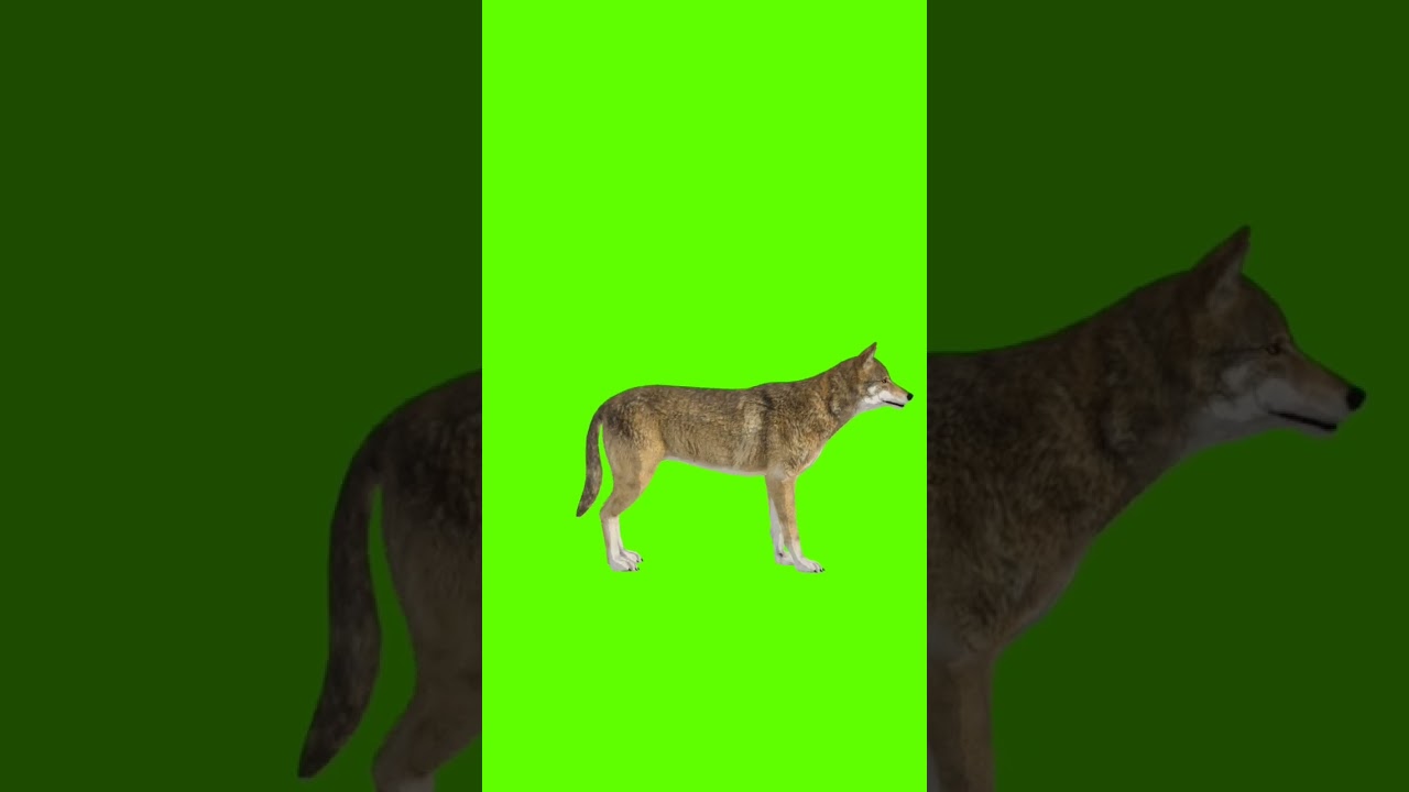 Fox sleeping pose green screen 