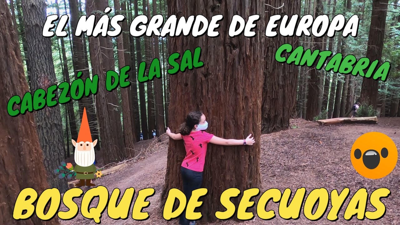 EL BOSQUE DE SECUOYAS GIGANTES DE CANTABRIA – 4K - El más grande de Europa. Cabezón de la Sal.
