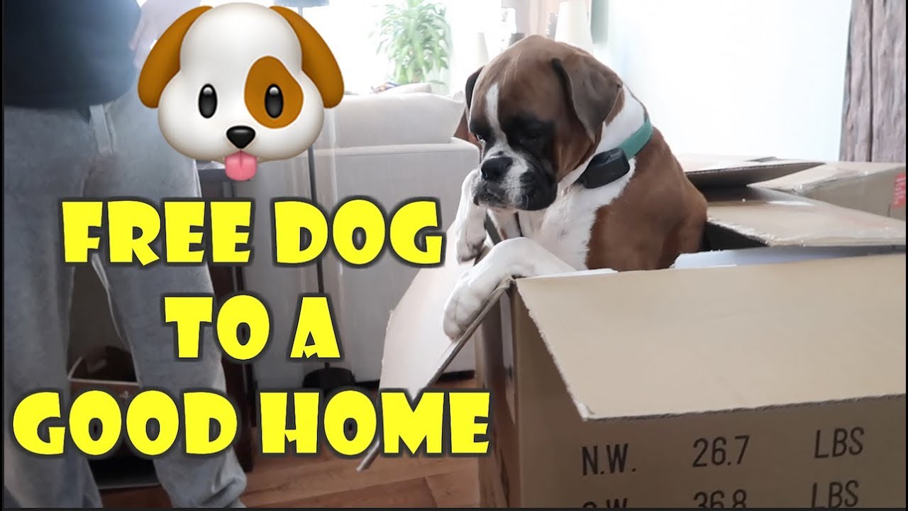 dogs to a good home near me