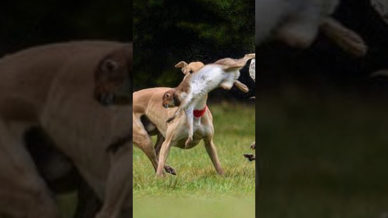 Super Sprinter Greyhound Racing Dogs vs Super Speed Hare 