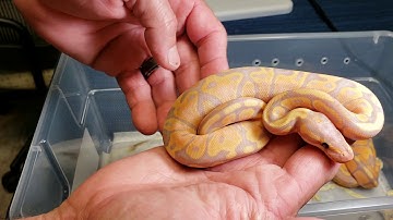 Ball Python hatchlings clean up