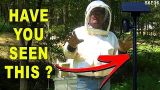 Bataille de scarabées à la recherche et à la destruction | Bon sang, TROP DE SCARABÉES !