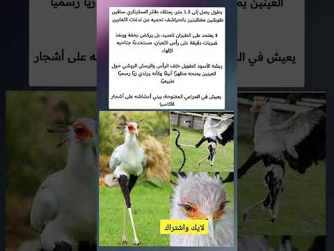 بطول يصل إلى 1 3 متر يمتلك طائر السكرتاري ساقين طويلتين مغطيتين بالحراشف تحميه من ملهمون