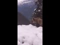 Dalmatians vs. Grizzly Bear at the Thor Mine