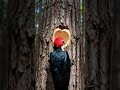 Black Woodpecker Builds Apple House Inside Tree