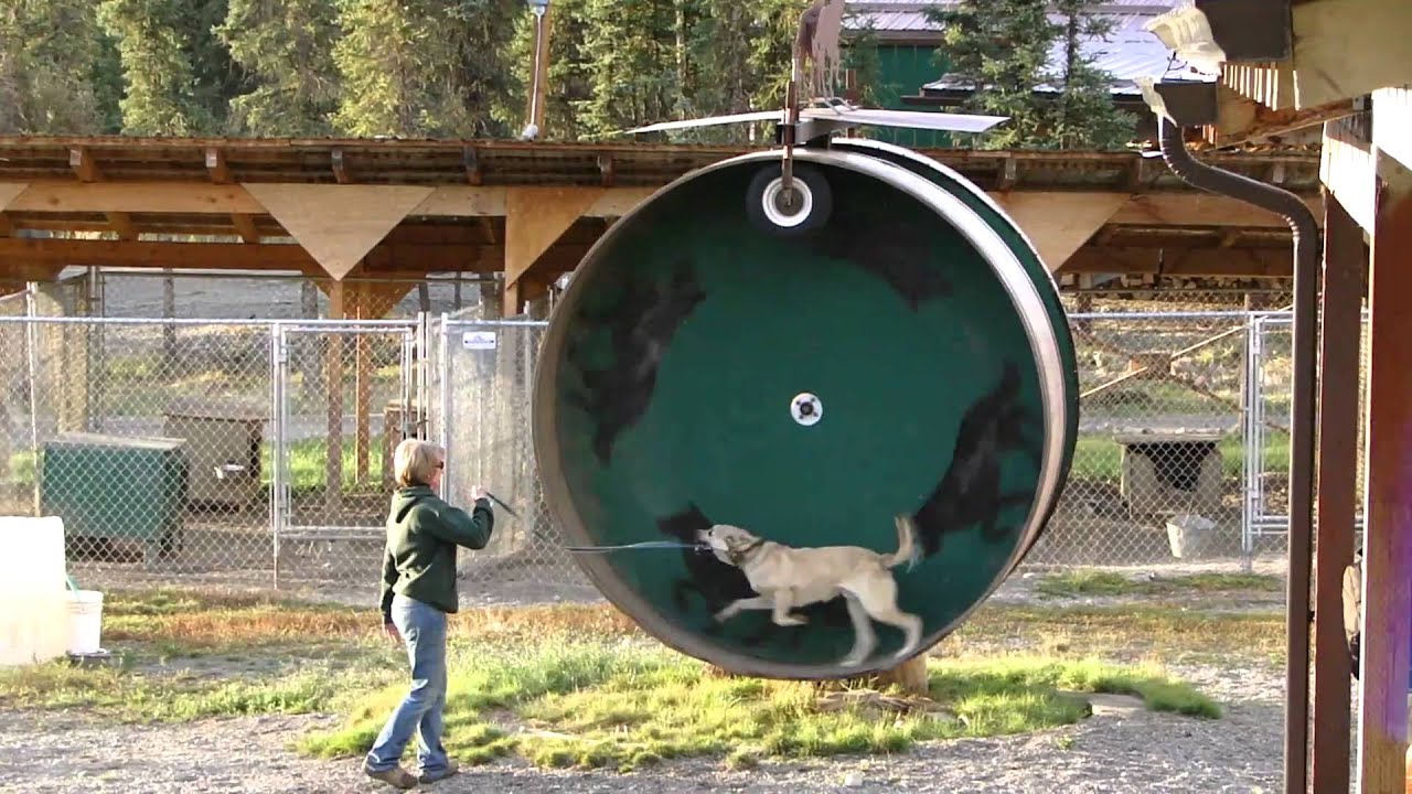 Denali Alaska Husky Homestead Big Hampster Wheel