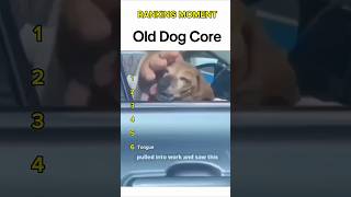 Dogs Being Idiots Part 13 Old Dog