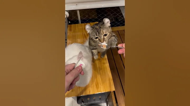 Video 6045881: cat pets gatos