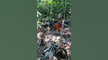 Menjebak Ayam Hutan Serasa Menjebak Ayam Kampung