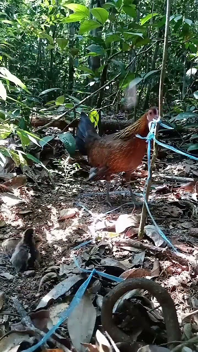 Menjebak Ayam Hutan Serasa Menjebak Ayam Kampung