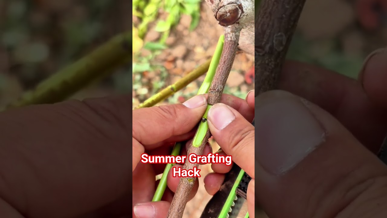 Peach Grafting Kit