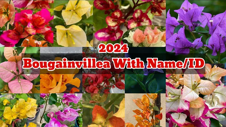 Bougainvillea With Name and ID 2024 (Golden Sunshine, Sufia Indiana, Citra, Adarna, multi color) - DayDayNews