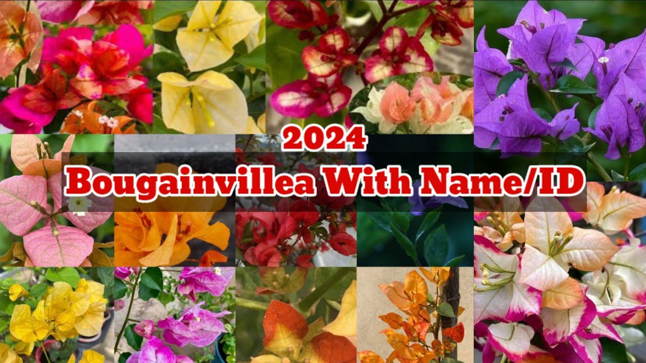 Bougainvillea With Name and ID 2024 (Golden Sunshine, Sufia Indiana, Citra, Adarna, multi color)