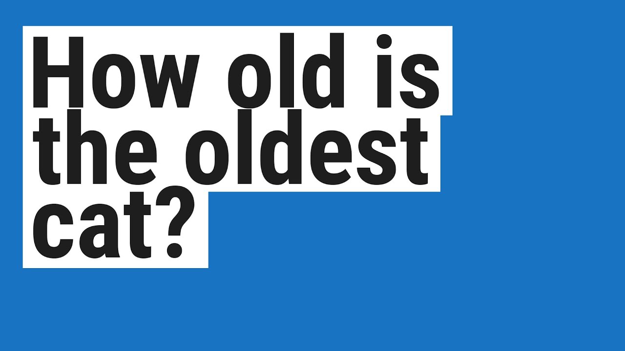How old is the oldest cat?