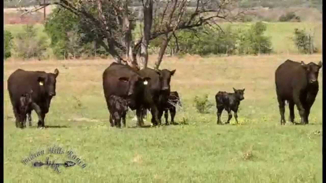 Indian Hills Ranch Brangus YouTube