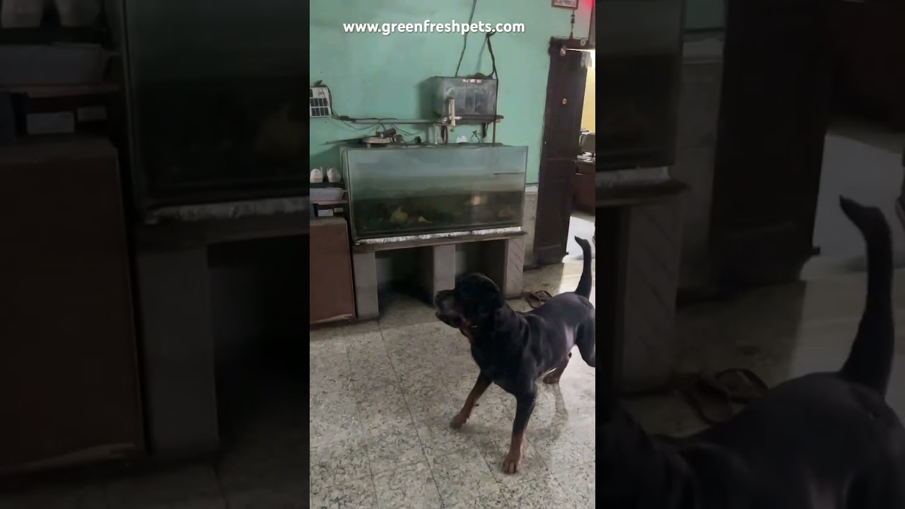 💪🐕 Strong jump. Sharp focus. Pure joy. 🐕 